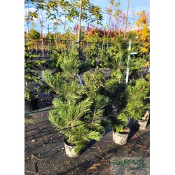 Pinus heldreichii 'Aureospicata'