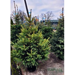 Picea pungens