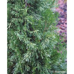 Thuja occidentalis 'Smaragd Variegata'