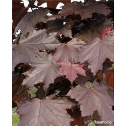 Acer platanoides 'Crimson Sentry'