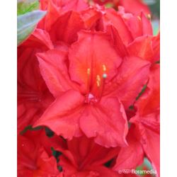 Rhododendron 'Doloroso'