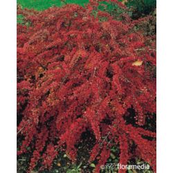 Berberis thunbergii 'Red Carpet'