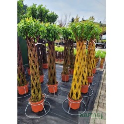 Salix - f. pleciona