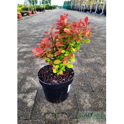 Berberis thunbergii 'Venice' PBR