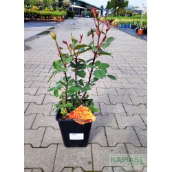 Rosa ORIENTALIA 'Wekbpepmey'