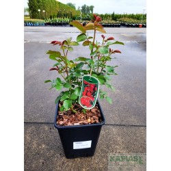 Rosa SOUL 'Tan09505' PBR