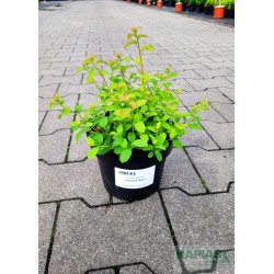 Spiraea nipponica 'Halward's Silver'