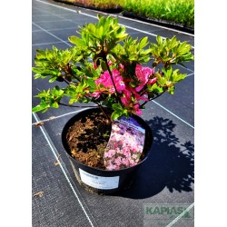 Azalea japonica 'Betty Muir'