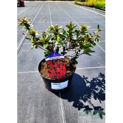 Azalea japonica 'Evita'