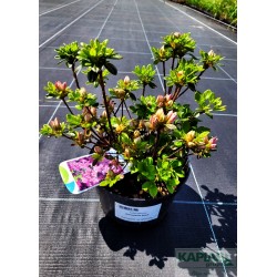 Azalea japonica 'Kermesina Rosé'