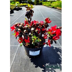 Azalea japonica 'Maruschka'