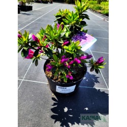 Azalea japonica 'Geisha Purple'