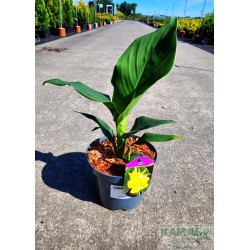 Canna 'Yellow'