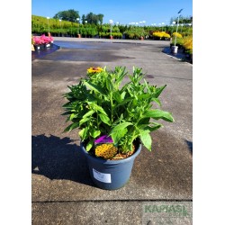 Rudbeckia hirta 'Toto Gold'