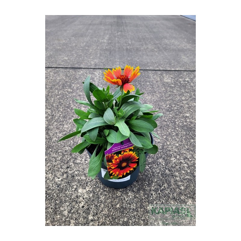 Gaillardia grandiflora x SPINTOP 'Orange Halo'