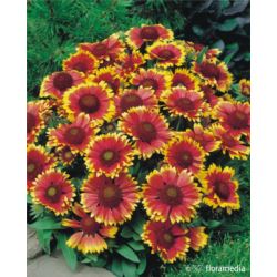 Gaillardia grandiflora x 'Arizona Sun'