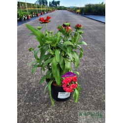 Gaillardia grandiflora x MESA RED 'Pas933516'