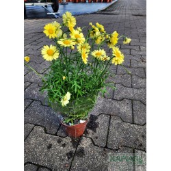 Argyranthemum 'Lollies Buttermint'