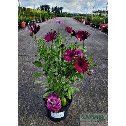 Osteospermum CAPE DAISY 'Zanzibar Burgundy'