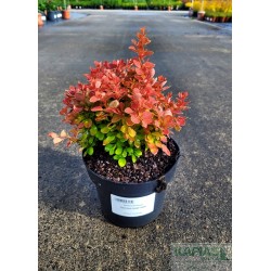 Berberis thunbergii 'Red Hot Chilli' PBR