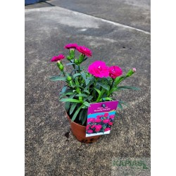 Dianthus 'Roselly Purple'