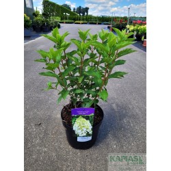 Hydrangea paniculata 'Polar Bear' PBR