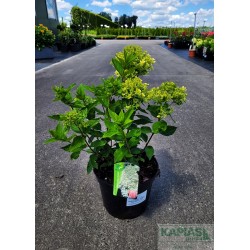 Hydrangea paniculata MAGICAL SWEET SUMMER PBR