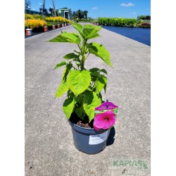 Hibiscus moscheutos LUNA ROSE 'PAS490713'