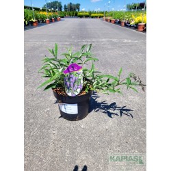 Buddleja davidii 'Wisteria Lane'