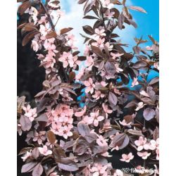 Prunus cerasifera 'Nigra'