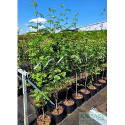 Sorbus aucuparia