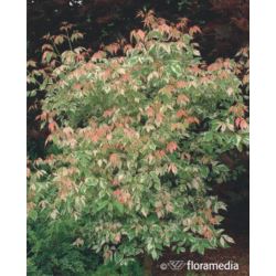 Acer negundo 'Flamingo'