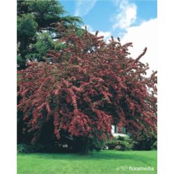 Crataegus media x 'Paul's Scarlet'