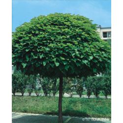 Catalpa bignonioides 'Nana'