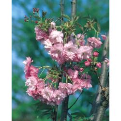 Prunus serrulata 'Kanzan'