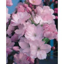 Prunus serrulata 'Amanogawa'