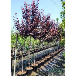 Prunus cerasifera 'Nigra'