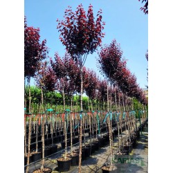 Prunus cerasifera 'Nigra'