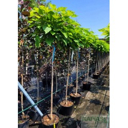 Catalpa bignonioides 'Nana'