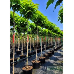 Catalpa bignonioides 'Nana'