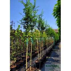Crataegus media x 'Paul's Scarlet'