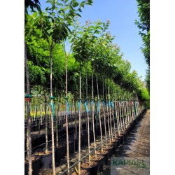 Prunus serrulata 'Kanzan'