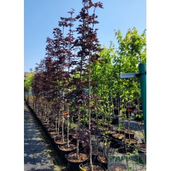 Acer platanoides 'Crimson Sentry'