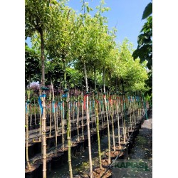 Acer negundo 'Flamingo'