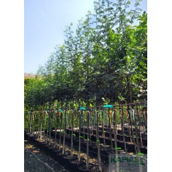 Sorbus aucuparia