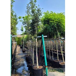 Sorbus intermedia