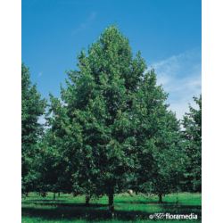 Tilia europaea x 'Pallida'