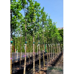 Tilia europaea x 'Pallida'