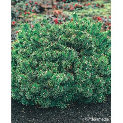 Pinus mugo 'Humpy'