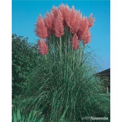 Cortaderia selloana 'Rosea'